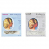 SOLIDA FILET INVISIBLE ULTRA FIN MAILLE LARGE x 24 evds